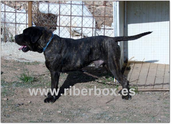 Riberbox Capone | Perro de Presa Canario 