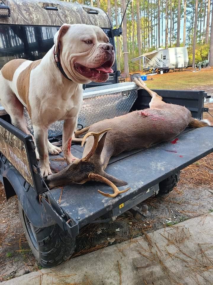 Champ of mmk's | American Bulldog 