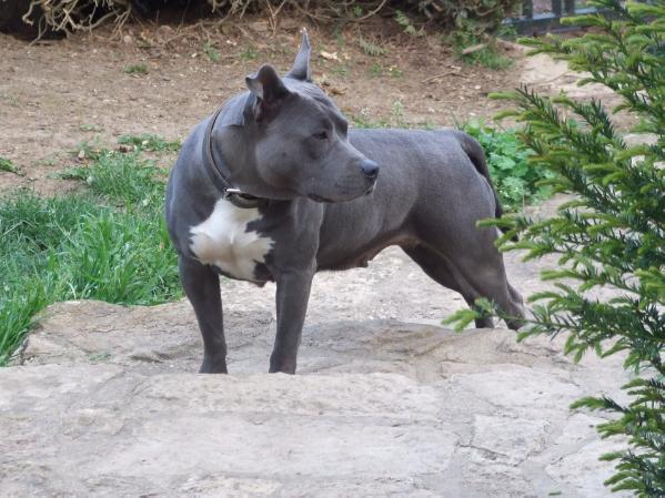 ETHER BLUE DIT EASY | American Staffordshire Terrier 