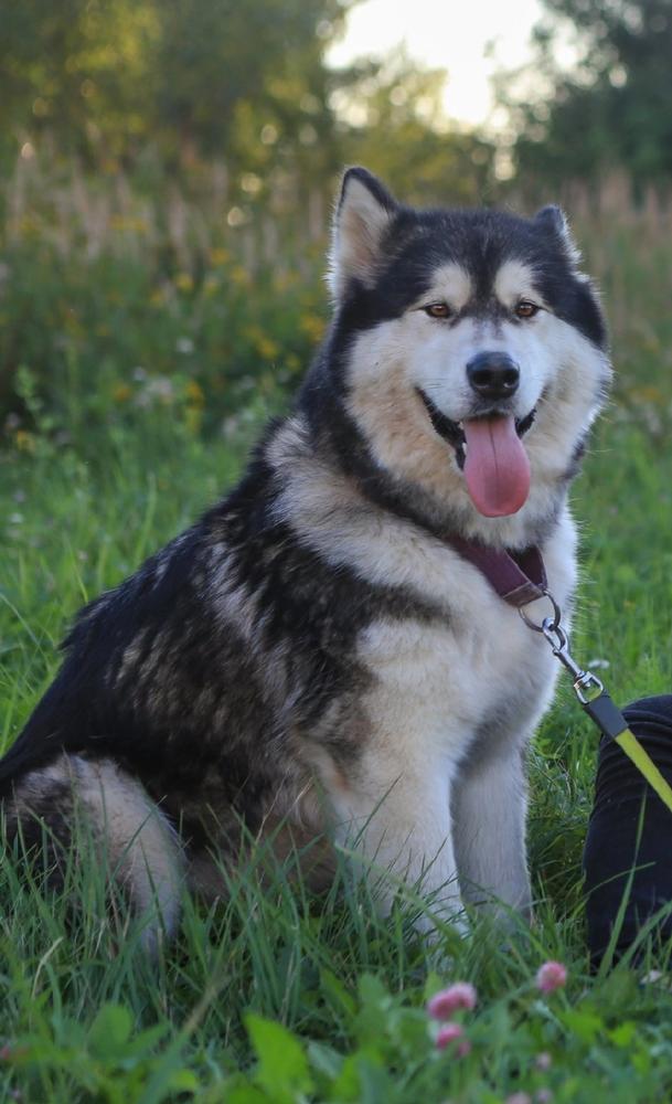 Snezhnost Lady of the North | Alaskan Malamute 