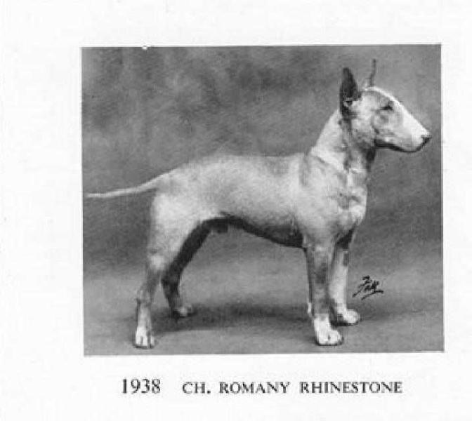 Romany Rhinestone | Bull Terrier 