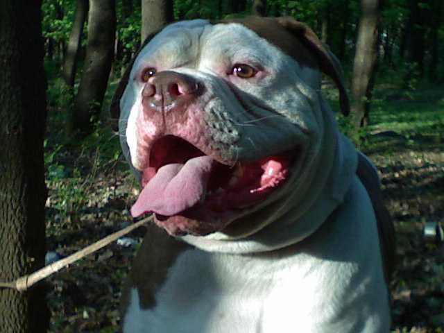 Grey | American Bulldog 