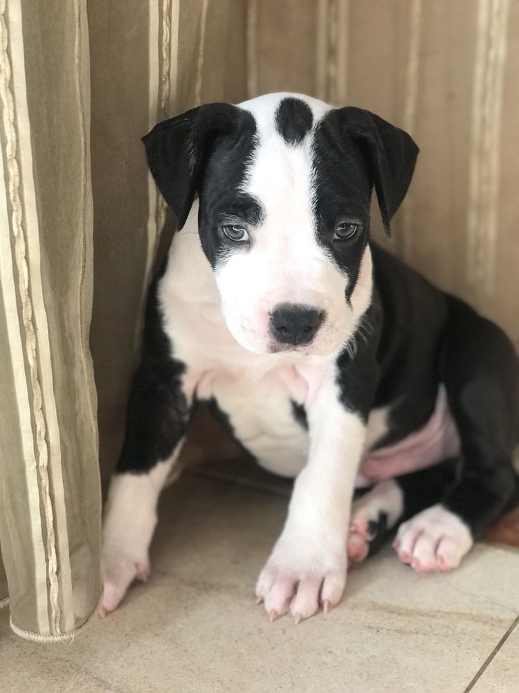 ANRISE VIVENDI BENJAMIN | American Staffordshire Terrier 