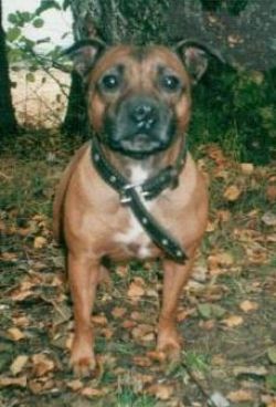 Alina | Staffordshire Bull Terrier 