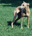 Singores Abedissa | Italian Greyhound 
