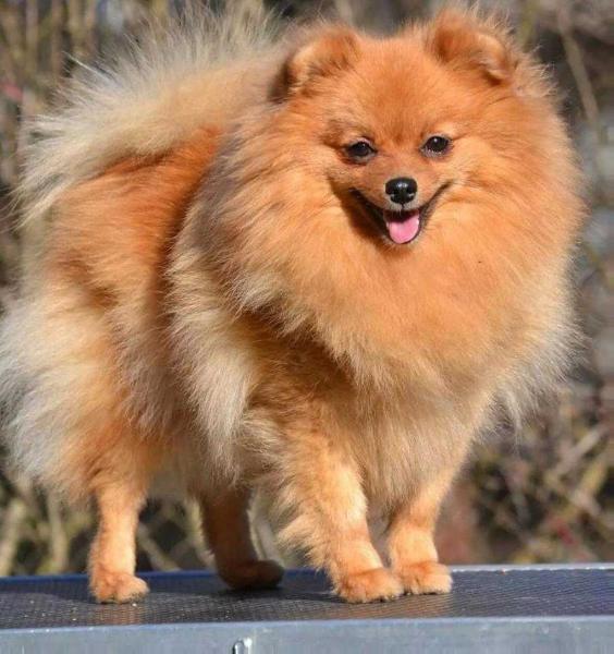 Velisend Random Luck | German Spitz 