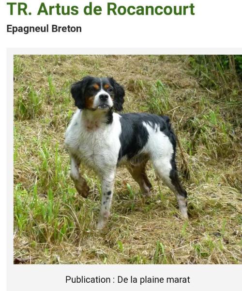 ARTUS de Rocancourt | Brittany 