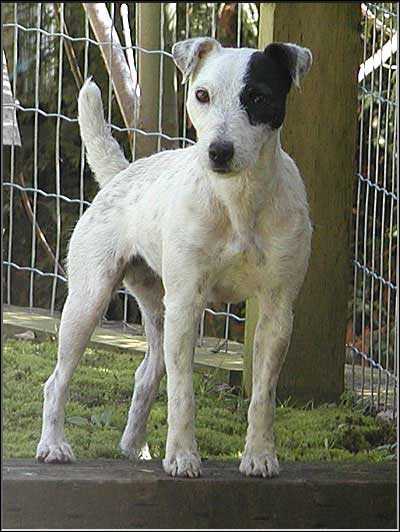 Salishan Sterling | Jack Russell Terrier 