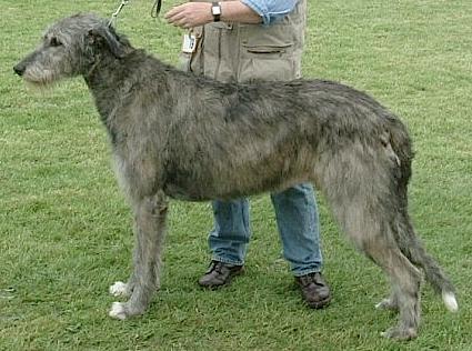 Winfried von der Oelmühle | Irish Wolfhound 