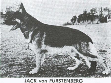 Jack vom Fürstenberg | German Shepherd Dog 