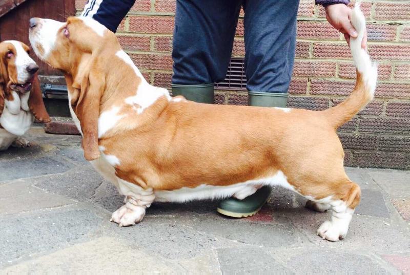 SWEDE SUN'S FABIAN | Basset Hound 