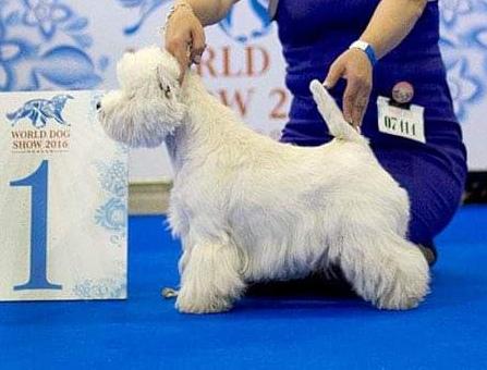 Delance Magic Unikum Future | West Highland White Terrier 