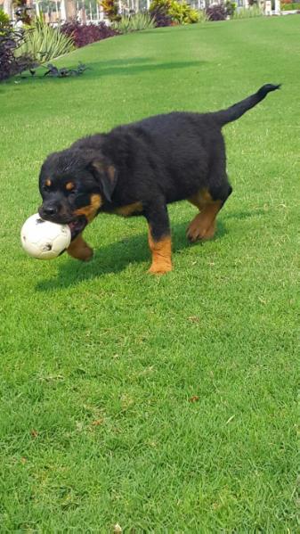 Cratos Osvaldo Dog's | Rottweiler 