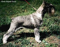 Gloris Enigma Gredzi | Standard Schnauzer 