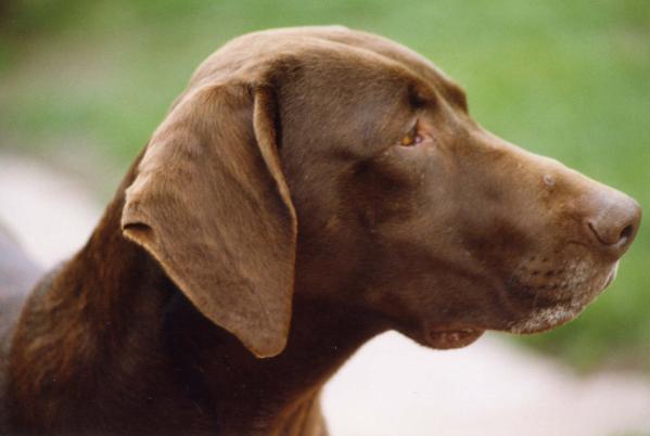 Wildbach Candide | German Shorthaired Pointer 