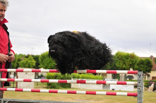 Circee de la Saulaie Maraiche | Bouvier des Flandres 