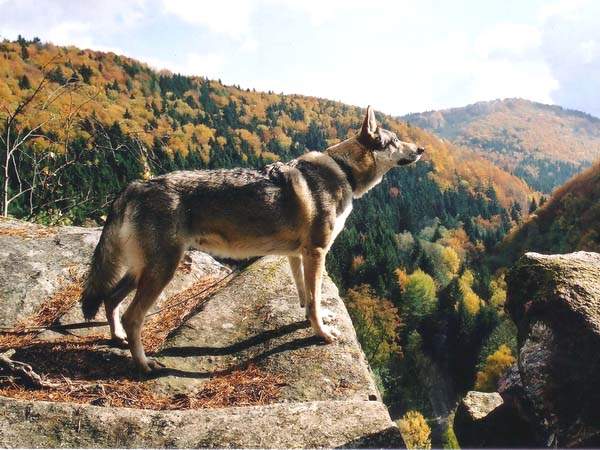 Axa Od Rajské Chvojky | Czechoslovakian Wolfdog 