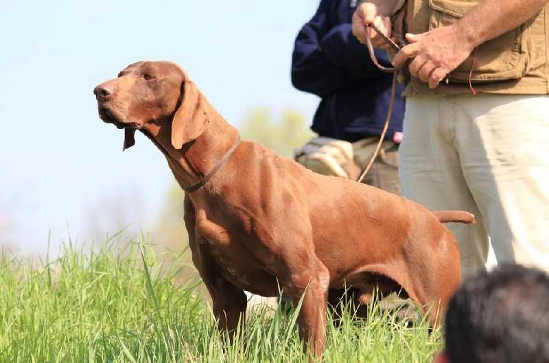 Pradellinensis Pablo | German Shorthaired Pointer 