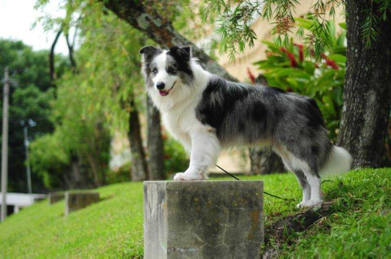 Arthur (Schreibernal) | Border Collie 