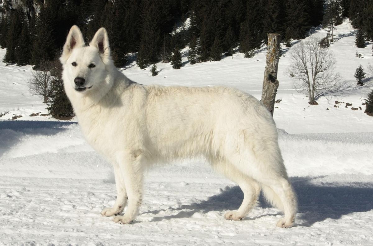 Olym-Pe Of Washita Ahow | White Swiss Shepherd Dog 