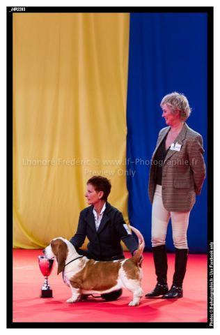 huguette du haras de la vergne | Basset Hound 