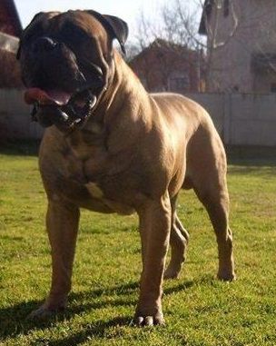 Barbados Bull | Bullmastiff 