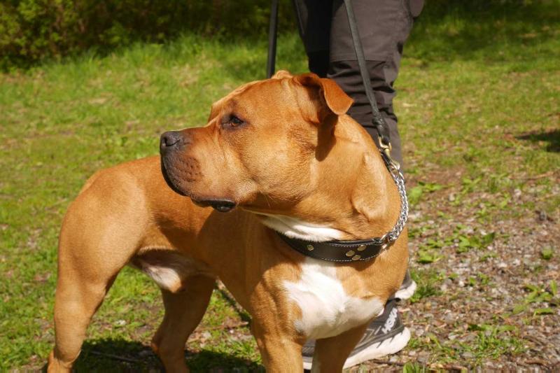 Melzaki Miere | American Staffordshire Terrier 