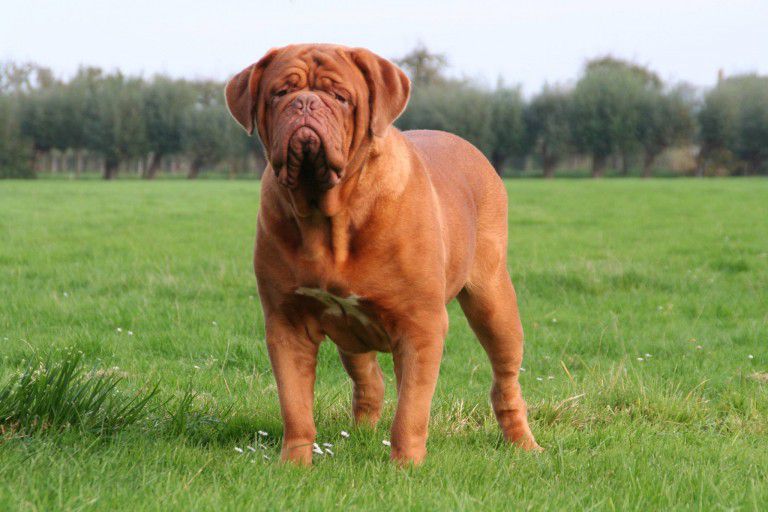 Bakervill's Style Honkey Tonk Woman | Dogue de Bordeaux 