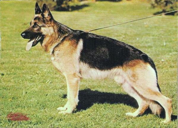 Lasso di Val Sole | German Shepherd Dog 