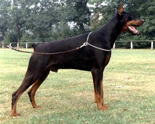 Hertog Alpha v. Le Dobry | Black Doberman Pinscher