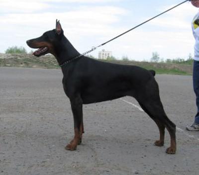 Vizantiya Chernaya Gratsiya | Black Doberman Pinscher