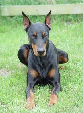 Jotunheim's Pormar | Black Doberman Pinscher