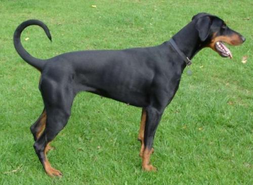 Jotunheim's Ullwie | Black Doberman Pinscher