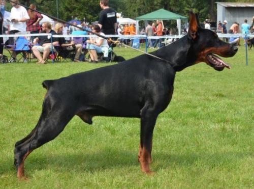 Legrant Land Faust Forbes | Black Doberman Pinscher
