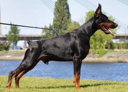 Legrant Land Freddy Foster | Black Doberman Pinscher