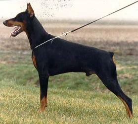 Semper Sciff v. Stevinhage | Black Doberman Pinscher