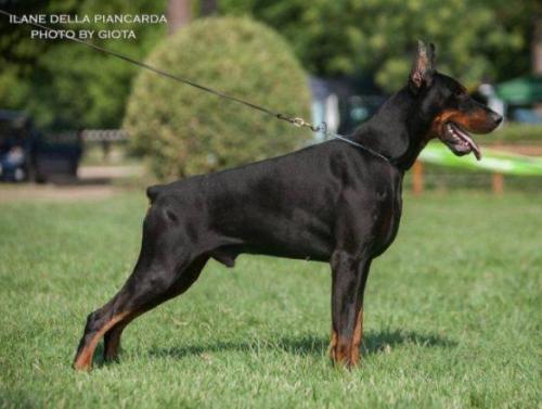 Ilane della Piancarda | Black Doberman Pinscher