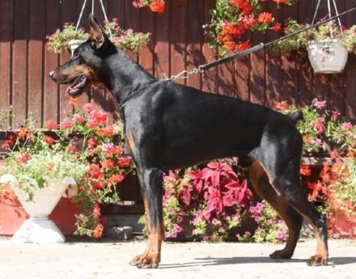 Quidicitur v. Hunnoterra | Black Doberman Pinscher