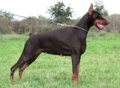 Koh-I-Noor v. Hunnoterra | Brown Doberman Pinscher