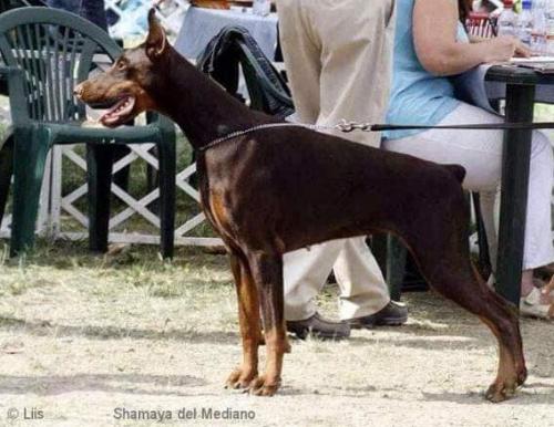 Shamaya del Mediano | Black Doberman Pinscher