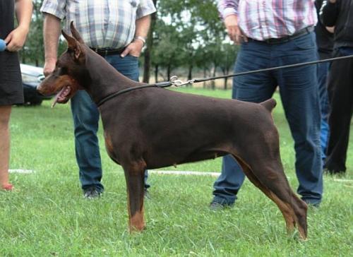 Pensacola v. Hunnoterra | Brown Doberman Pinscher