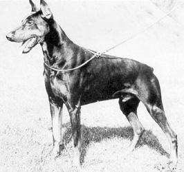 Cristo v. Stevinhage | Black Doberman Pinscher