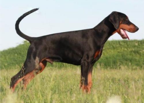 Dragunov v. Hunnoterra | Black Doberman Pinscher