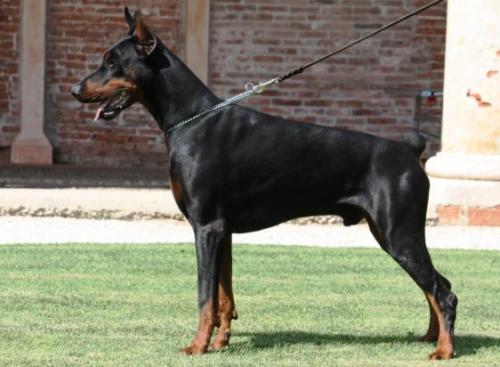 Big Boss v. Hunnoterra | Black Doberman Pinscher