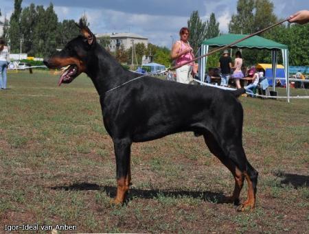 Igor-Ideal v. Anberi | Black Doberman Pinscher