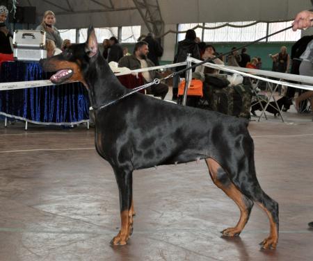 Ingrid-Indira v. Anberi | Black Doberman Pinscher