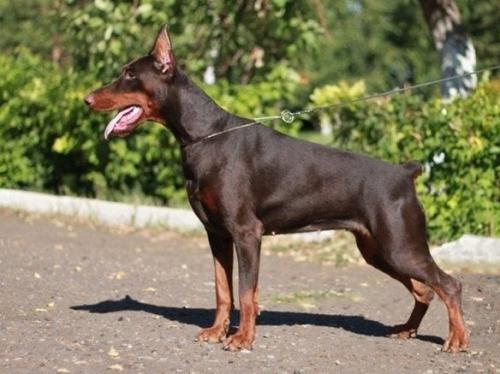 Rossiiskiy Kolorit Jurana Jumma | Brown Doberman Pinscher