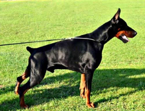 Vittorio s Mysa Hersones | Black Doberman Pinscher