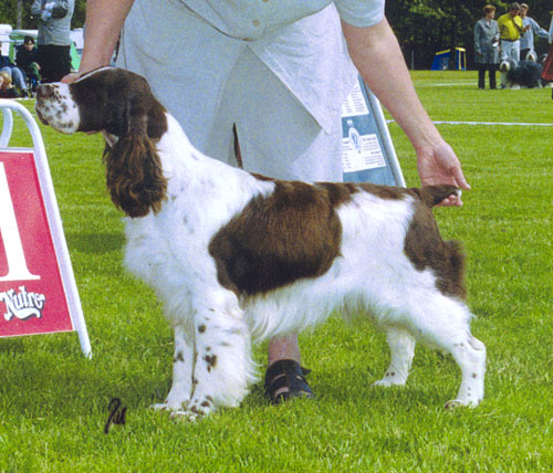 Adamant'S sound of success | English Springer Spaniel 