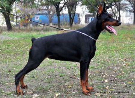 Elen Eve s Mysa Hersones | Black Doberman Pinscher